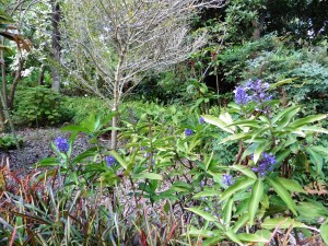 Dichorisandra Thyrsiflora, but you knew that!       